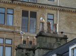 SX01026 Seagulls on chimneys.jpg